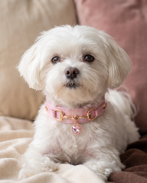 A Maltese wearing The Heart Charm Collar