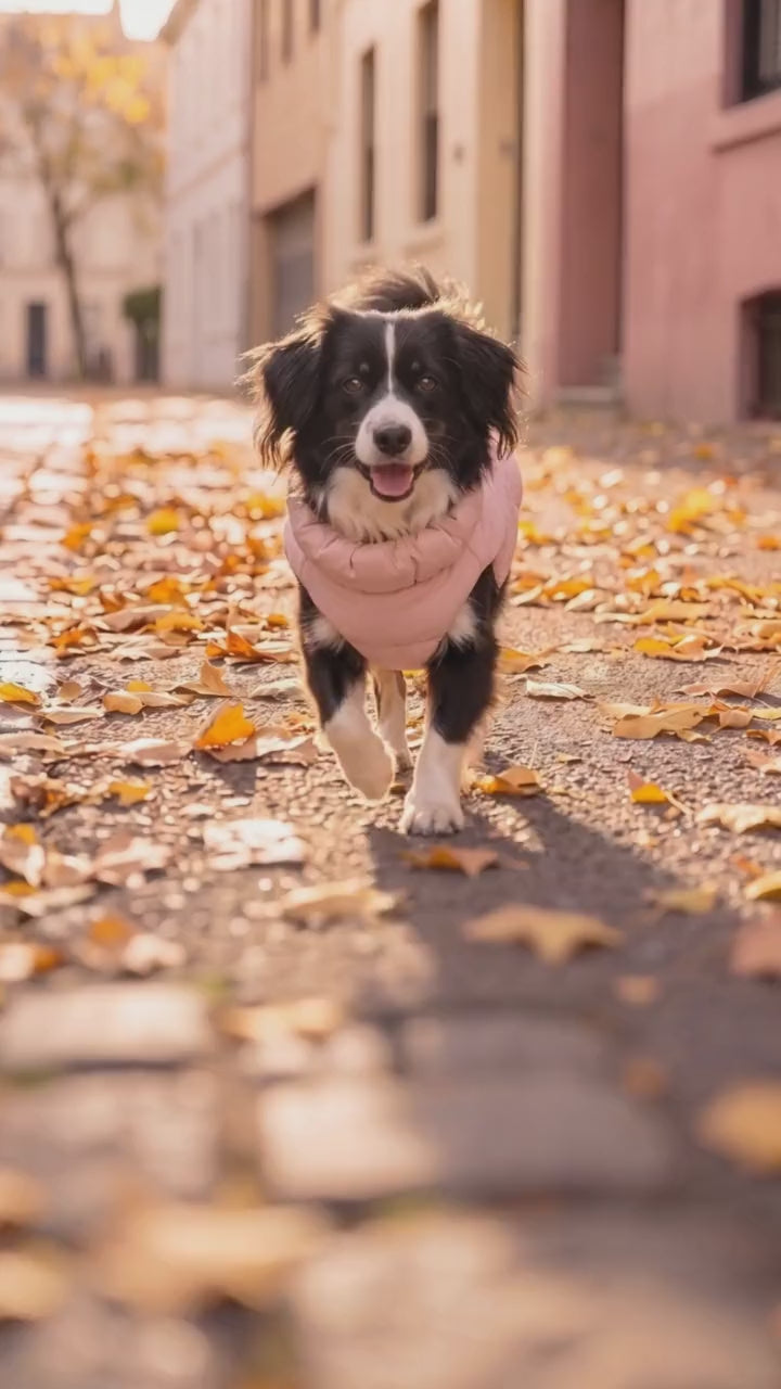 The Mini Puffer on an autumn walk