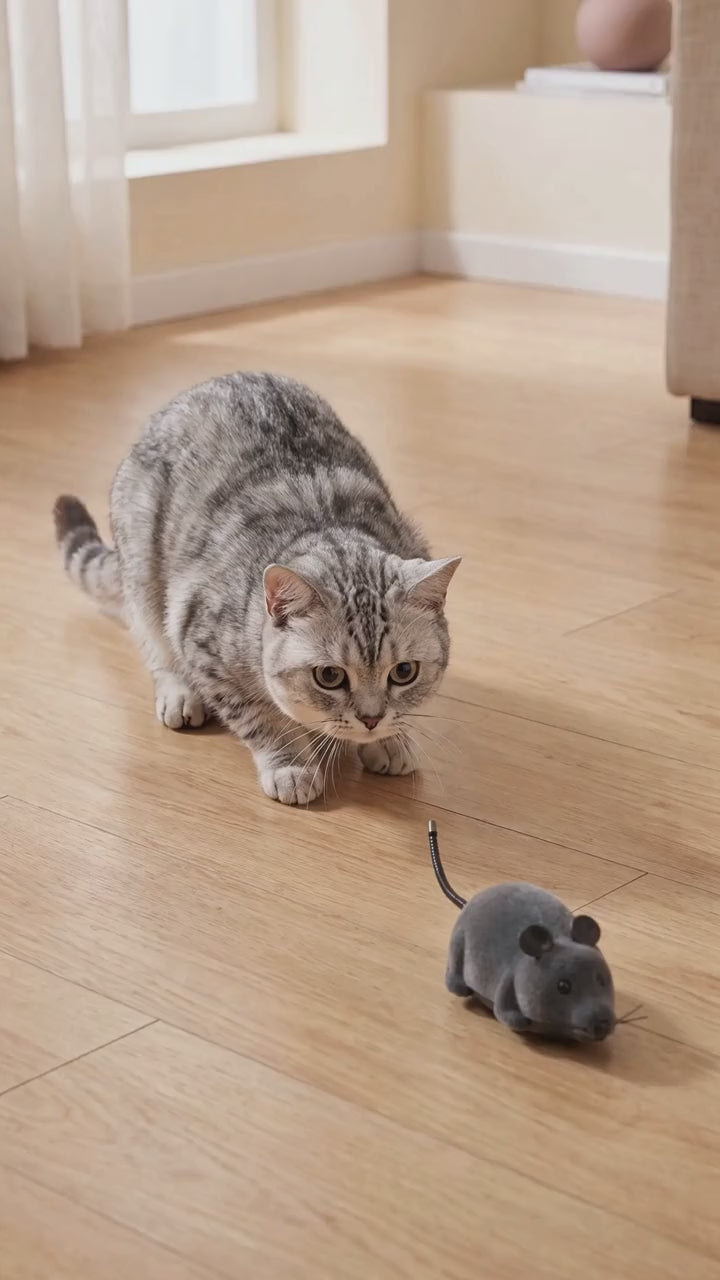 A cat chasing The Zoomie Mouse